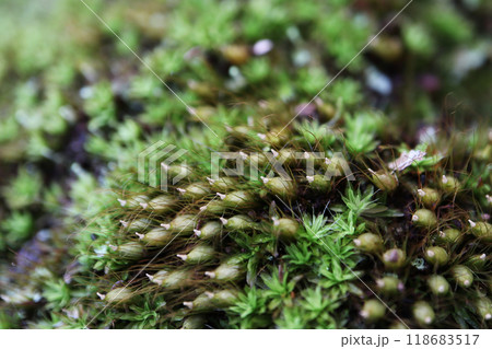 イクビゴケ 118683517