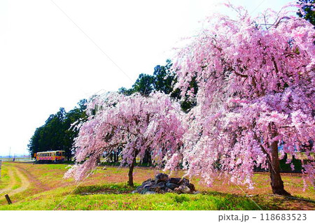 満開の桜 フラワー長井線 山形鉄道 羽前成田駅 満開の桜 フラワー長井線 山形鉄道 羽前成田駅 118683523
