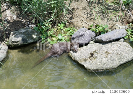 神戸どうぶつ王国のコツメカワウソ 神戸どうぶつ王国のコツメカワウソ 118683609