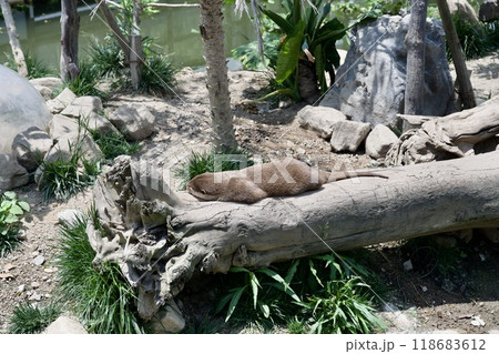 神戸どうぶつ王国のコツメカワウソ 118683612