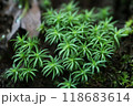 コスギゴケ 118683614