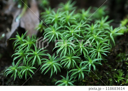 コスギゴケ コスギゴケ 118683614