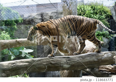 神戸どうぶつ王国のスマトラトラ 神戸どうぶつ王国のスマトラトラ 118683771