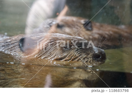 神戸どうぶつ王国のアメリカビーバー 神戸どうぶつ王国のアメリカビーバー 118683798