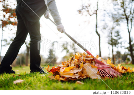 Rake with fallen leaves in autumn. Man cleans the autumn park from yellow leaves. Volunteering. 118683839