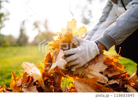 Harvesting autumn leaves. Man cleans the autumn park from yellow leaves. Volunteering, cleaning. Harvesting autumn leaves. Man cleans the autumn park from yellow leaves. Volunteering, cleaning. 118683845