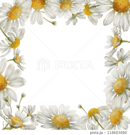 Square wreath of white flowers chamomiles, stems,buds, as a symbol of purity, innocence, love, fidelity. Watercolor clipart on transparent background for product design, postcards, calendar Square wreath of white flowers chamomiles, stems,buds, as a symbol of purity, innocence, love, fidelity. Watercolor clipart on transparent background for product design, postcards, calendar 118683880
