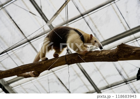 神戸どうぶつ王国のミナミコアリクイ 118683943