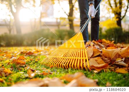 Pile of fallen leaves is collected with a rake on the lawn in the park. Seasonal gardening. Pile of fallen leaves is collected with a rake on the lawn in the park. Seasonal gardening. 118684020