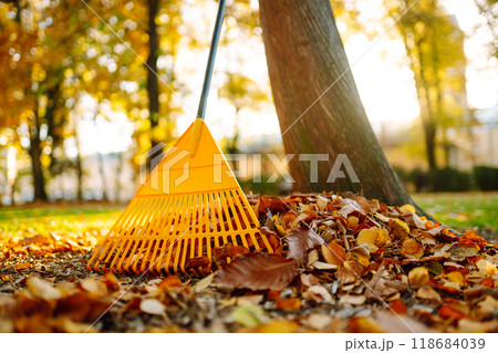 Pile of fall leaves with fan rake on lawn Pile of fall leaves with fan rake on lawn 118684039