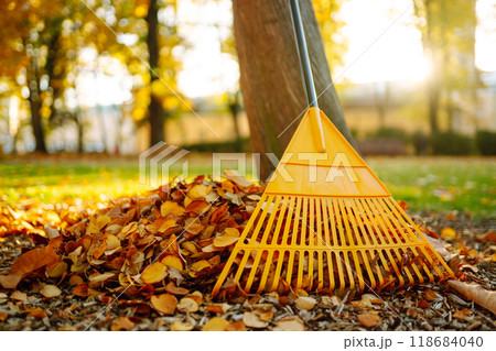 Pile of fall leaves with fan rake on lawn 118684040