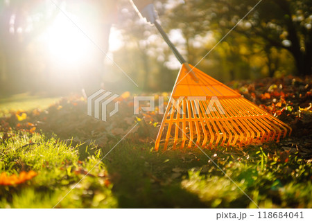 Pile of fall leaves with fan rake on lawn Pile of fall leaves with fan rake on lawn 118684041
