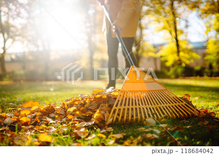 Pile of fallen leaves is collected with a rake on the lawn in the park. Seasonal gardening. 118684042