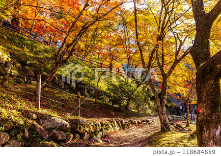 愛知県　香嵐渓の紅葉 118684859