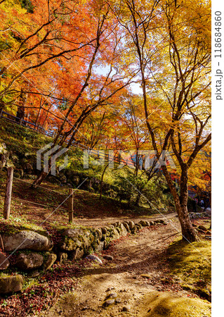 愛知県　香嵐渓の紅葉 118684860