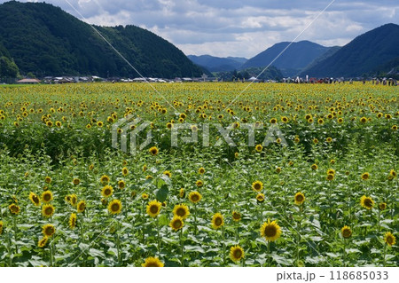 南光ひまわり祭りのひまわり（兵庫県佐用郡佐用町） 118685033
