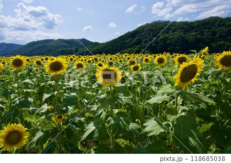 南光ひまわり祭りのひまわり(兵庫県佐用郡佐用町) 南光ひまわり祭りのひまわり(兵庫県佐用郡佐用町) 118685038