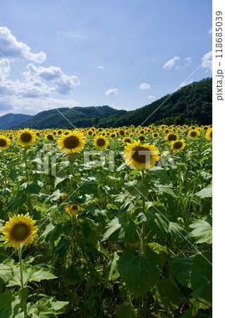 南光ひまわり祭りのひまわり（兵庫県佐用郡佐用町） 118685039