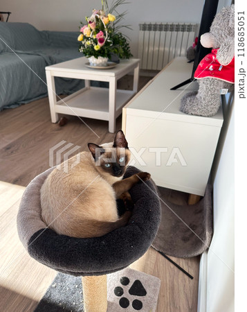 Graceful siamese cat relaxing on a plush pet perch. Tranquility of a pet's leisure time in warmth of a peaceful home setting. Purebred cat concept 118685051
