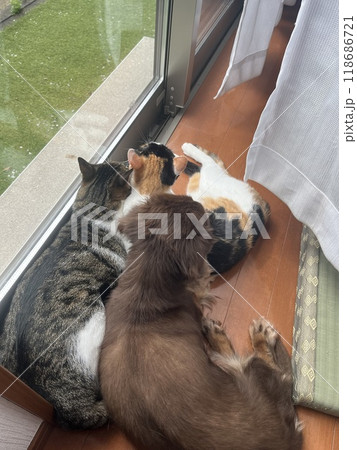 3匹の住人 118686721