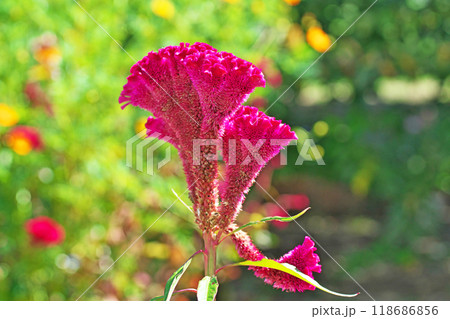 赤いケイトウの花(秋、九月) 赤いケイトウの花(秋、九月) 118686856