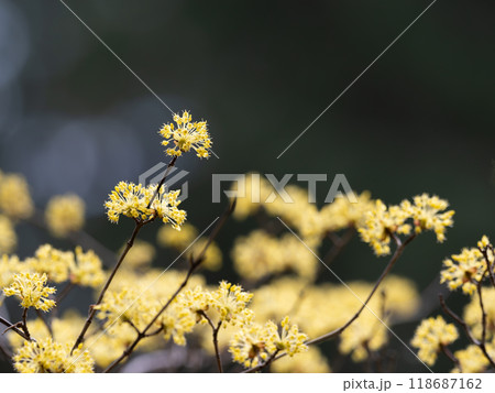 早春に黄色の花を咲かすサンシュユ 118687162