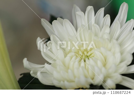 ボリュームのある白い菊の花 ボリュームのある白い菊の花 118687224
