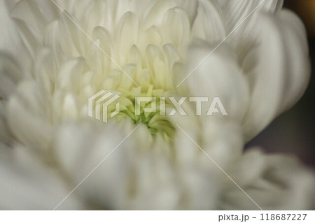 ボリュームのある白い菊の花 118687227