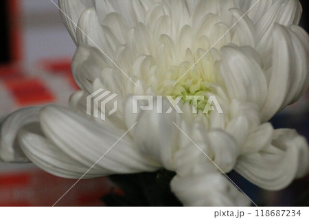 ボリュームのある白い菊の花 ボリュームのある白い菊の花 118687234