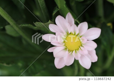 ピンクと緑の可憐な花 ピンクと緑の可憐な花 118687242