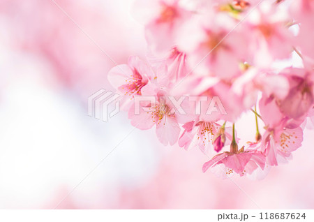 春 ふんわりとした満開の河津桜 春 ふんわりとした満開の河津桜 118687624