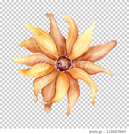 Rudbeckia flower in yellow colored watercolor illustration isolated. Aster, black eyed Susan hand drawn in botanical sketch. Autumn bloom sunflower painted for design autumn holiday, nature theme. Rudbeckia flower in yellow colored watercolor illustration isolated. Aster, black eyed Susan hand drawn in botanical sketch. Autumn bloom sunflower painted for design autumn holiday, nature theme. 118687664