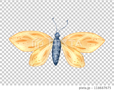 Yellow butterfly watercolor illustration isolated. Beauty insect with wings in flight hand drawn in botanical sketch. Cute butterfly simple style painted for design autumn holiday, nature theme. Yellow butterfly watercolor illustration isolated. Beauty insect with wings in flight hand drawn in botanical sketch. Cute butterfly simple style painted for design autumn holiday, nature theme. 118687675