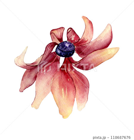 Rudbeckia flower in pink yellow colored watercolor illustration isolated. Coneflowers, black eyed Susan hand drawn in botanical sketch. Autumn bloom painted for design autumn holiday, nature theme. 118687676