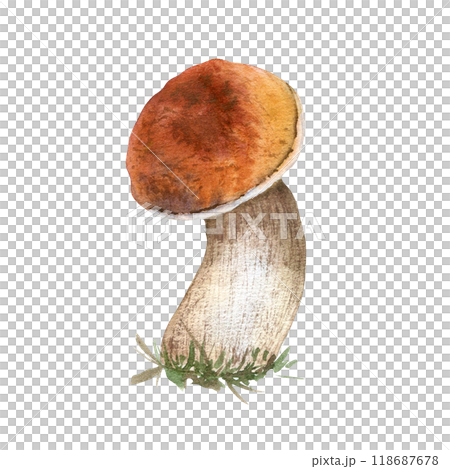 Aspen mushroom forest plant watercolor illustration isolated. Bolete with brown cap hand drawn in botanical sketch. Forest edible mushroom, porcini painted for design autumn holiday, nature theme. 118687678