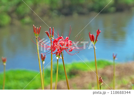 土手に咲く赤いヒガンバナの花と蕾（秋、九月） 118688344