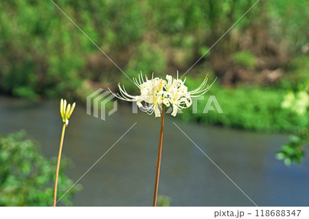 土手に咲く白いヒガンバナの蕾と花(秋、九月) 土手に咲く白いヒガンバナの蕾と花(秋、九月) 118688347