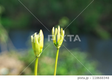 白いヒガンバナの蕾（秋、九月） 118688348