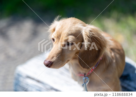 公園で散歩するダックスフンド 118688834