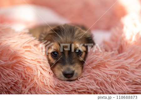 カニンヘンダックスの仔犬 118688873