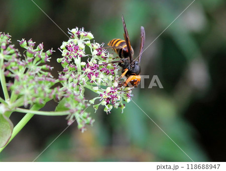 ノダケの花にとまったコガタスズメバチ ノダケの花にとまったコガタスズメバチ 118688947