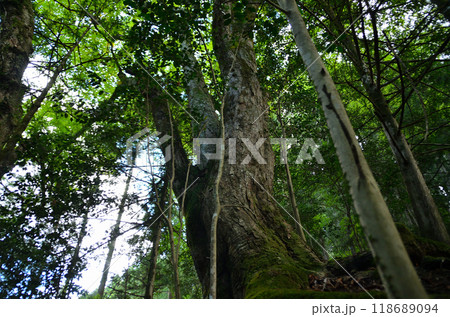 埼玉県小鹿野町伊豆沢の史跡　文殊堂と諏訪神社のトチノキ 118689094