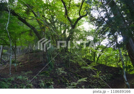 埼玉県小鹿野町伊豆沢の史跡　文殊堂と諏訪神社のトチノキ 118689166