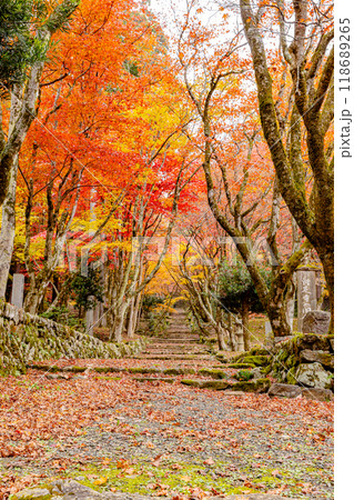 滋賀県　鶏足寺の紅葉　 118689265