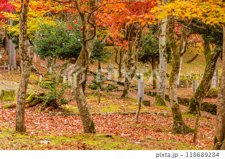 滋賀県 鶏足寺の紅葉 滋賀県 鶏足寺の紅葉 118689284