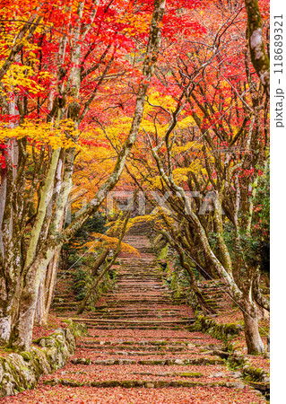滋賀県　鶏足寺の紅葉　 118689321