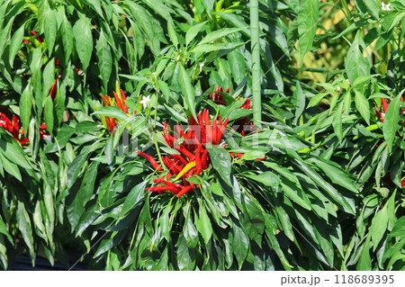 赤いトウガラシの実 赤いトウガラシの実 118689395