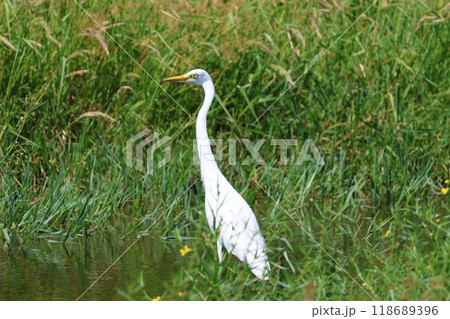 田んぼで餌を探すチュウサギ 118689396