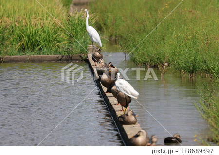 田園で休憩する白鷺とカルガモ 田園で休憩する白鷺とカルガモ 118689397