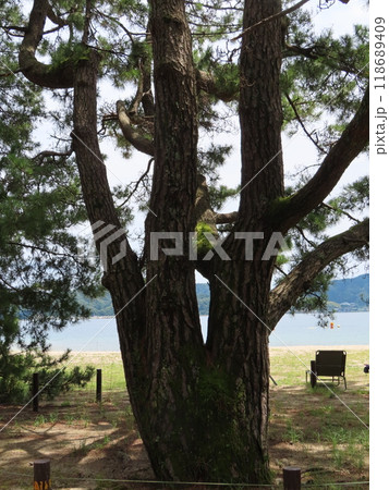 日本三景の一つ天橋立の松林の中にある知恵の松 日本三景の一つ天橋立の松林の中にある知恵の松 118689409